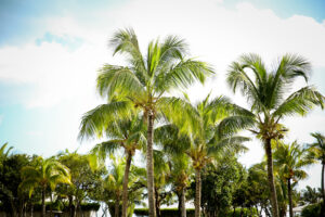 Bahamas Palm Trees